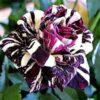 Abracadabra Rose, Purple And White