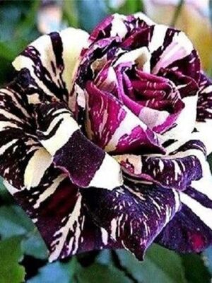 Abracadabra Rose, Purple And White