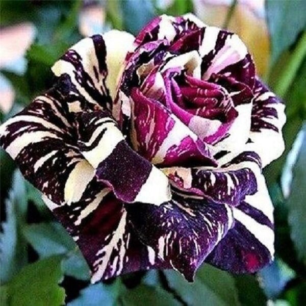 Abracadabra Rose, Purple And White
