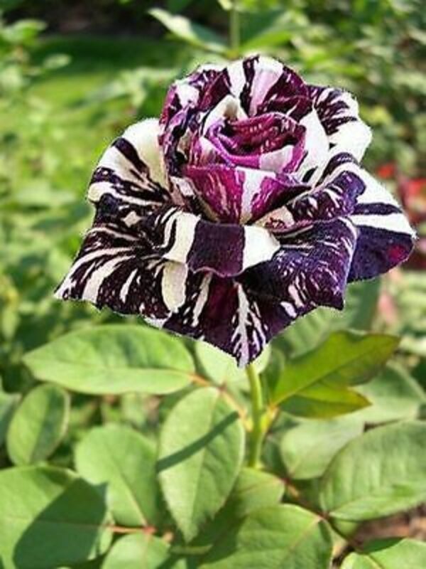 Abracadabra Rose, Purple And White