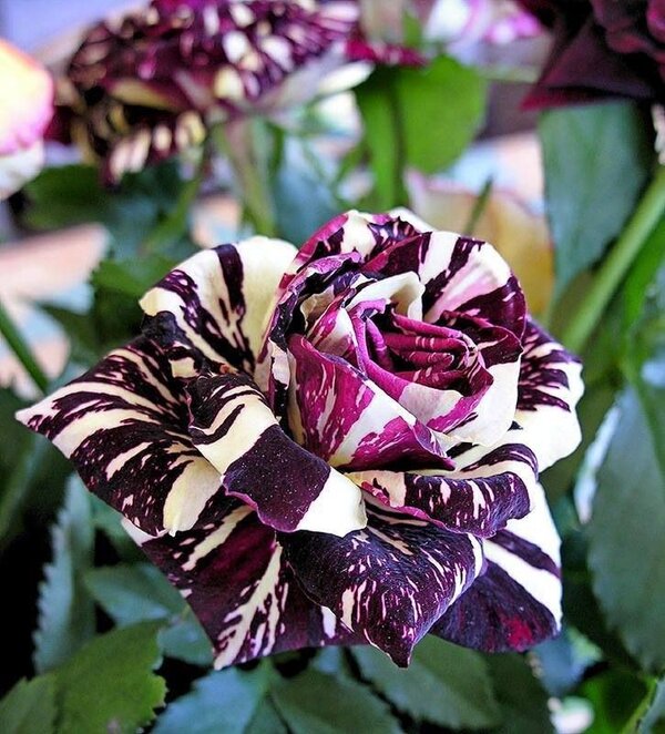 Abracadabra Rose, Purple And White