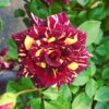 Abracadabra Rose, Red and Yellow