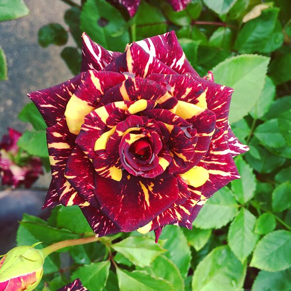 Abracadabra Rose, Red and Yellow