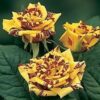 Abracadabra Rose Plant, Yellow Stripe
