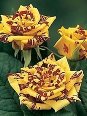 Abracadabra Rose Plant, Yellow Stripe