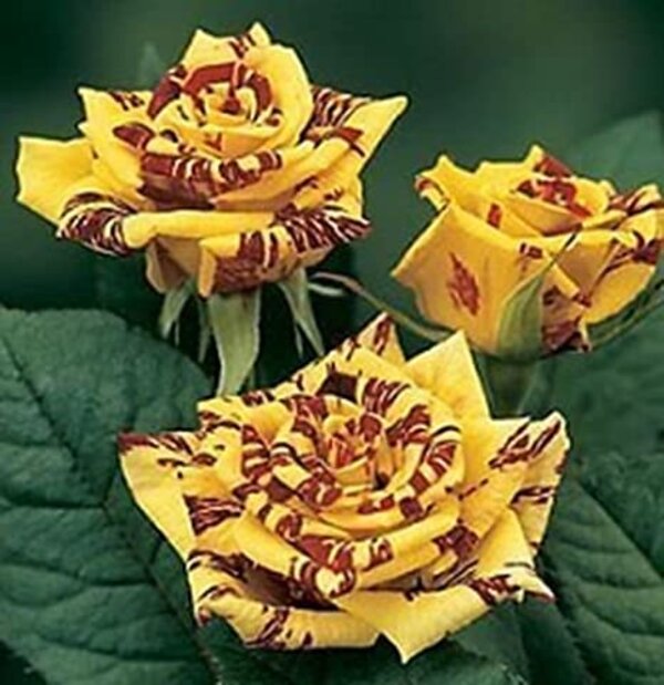 Abracadabra Rose Plant, Yellow Stripe