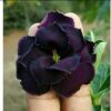 Black Rosy Adenium Plant