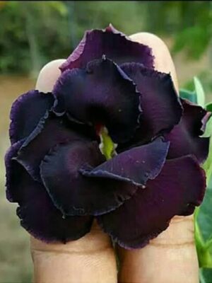 Adenium Rose, Black