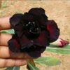 Black Rosy Adenium Plant