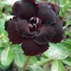 Black Rosy Adenium Plant