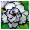 Adenium Rose, White And Blue