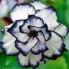 Adenium Rose, White And Blue
