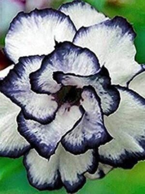 Adenium Rose, White And Blue