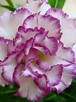 Adenium Rose, White And Purple