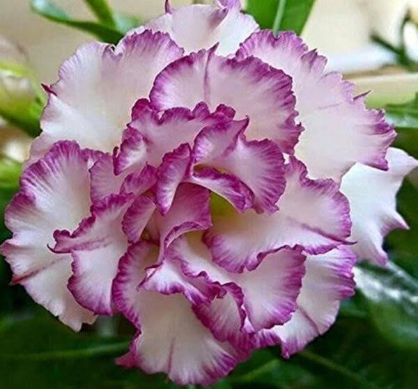Adenium Rose, White And Purple