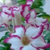 Adenium Rose, White And Purple