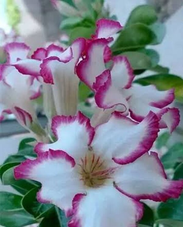 Adenium Rose, White And Purple
