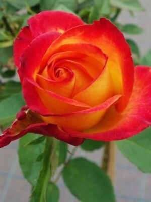 Alinka Rose Plant