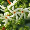 All-Time-Night-Jasmine-Shiuli-pli Night-Flowering Jasmine Plant
