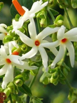 Night-Flowering Jasmine Plant