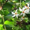 All-Time-Night-Jasmine-Shiuli1-pli Night-Flowering Jasmine Plant