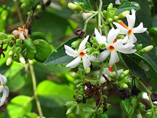 All-Time-Night-Jasmine-Shiuli1-pli Night-Flowering Jasmine Plant