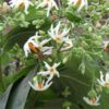 All-Time-Night-Jasmine-Shiuli2-pli Night-Flowering Jasmine Plant