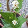 All-Time-Night-Jasmine-Shiuli3-pli Night-Flowering Jasmine Plant