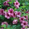 Allamanda Purple Flower Plant