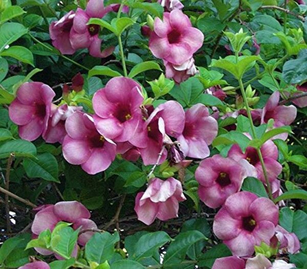 Allamanda Purple Flower Plant