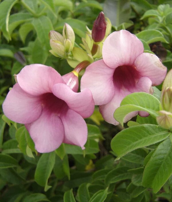 Allamanda Purple Flower Plant