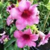 Allamanda Purple Flower Plant