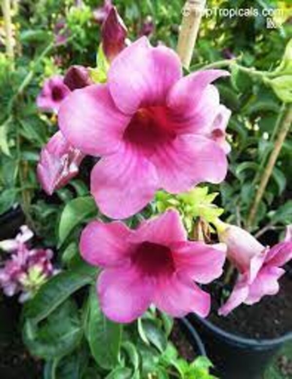 Allamanda Purple Flower Plant