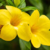 Allamanda Flowering Plant Yellow