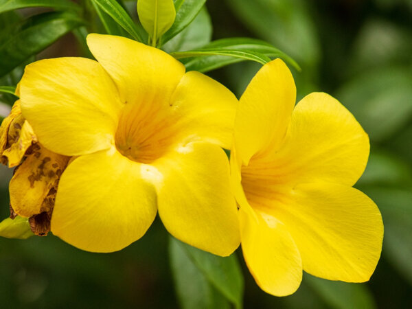 Allamanda Flowering Plant Yellow