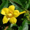 Allamanda Flowering Plant Yellow