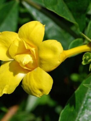 Allamanda Flowering Plant Yellow