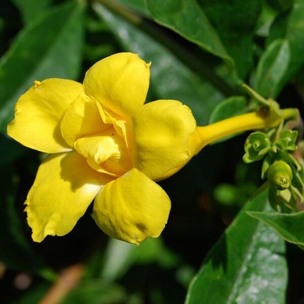 Allamanda Flowering Plant Yellow