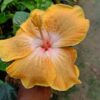 American-Hibiscus-Light-Yellow-2-pli Australian Hibiscus Plant, Yellow