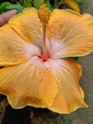 American-Hibiscus-Light-Yellow-pli American Hibiscus Plant Light Yellow