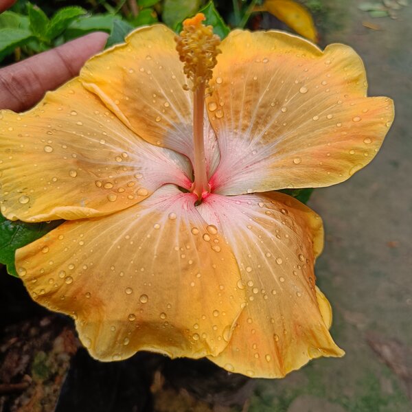American Hibiscus Plant Light Yellow