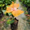 American Hibiscus Plant Light Yellow