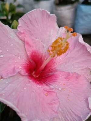 American-Hibiscus-Pink-And-Red-pli American Hibiscus Plant, Pink And Red Shaded