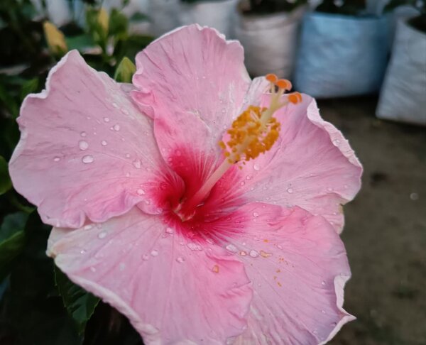 American Hibiscus Plant, Pink And Red Shaded