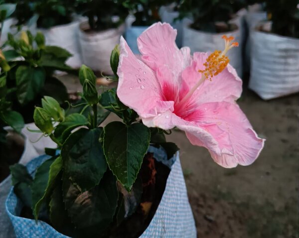 American Hibiscus Plant, Pink And Red Shaded