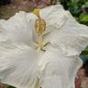 American Hibiscus Plant White