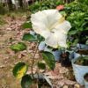 American Hibiscus Plant White