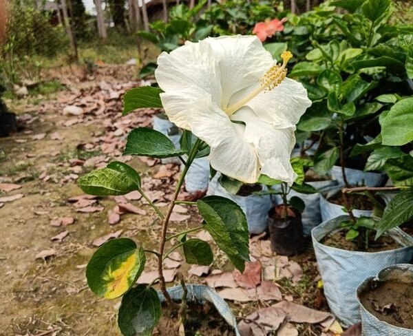 American Hibiscus Plant White