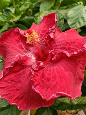 American Hibiscus Plant King Size