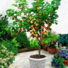 Apricot Fruit Plant